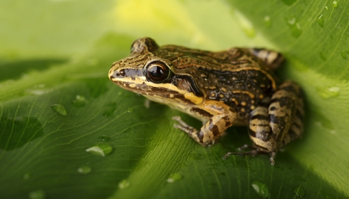 Rana-Coqui