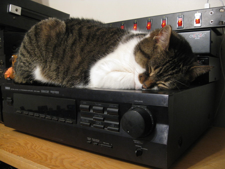 Stereo_Cat_by_garretC