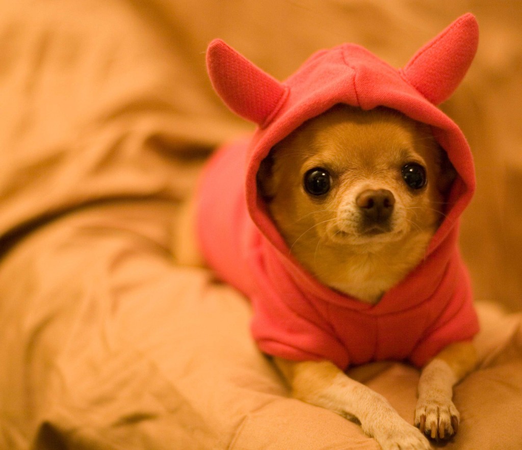 chihuahua-1