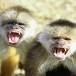 CALIFORNIA ROLLOVER – 5 video di animali, candidati a diventare una versione di Happy di Pharrell