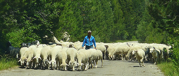 pecore-molise